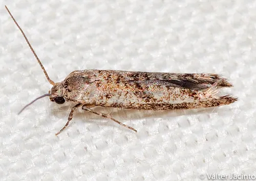 Citrus Flower Moth