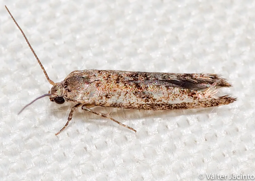 Citrus Flower Moth - photo 2