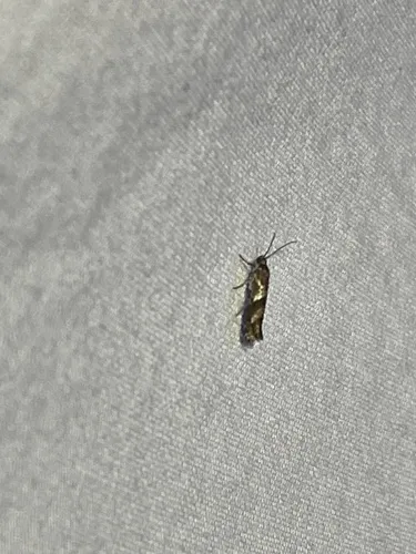 Prays fulvocanella
