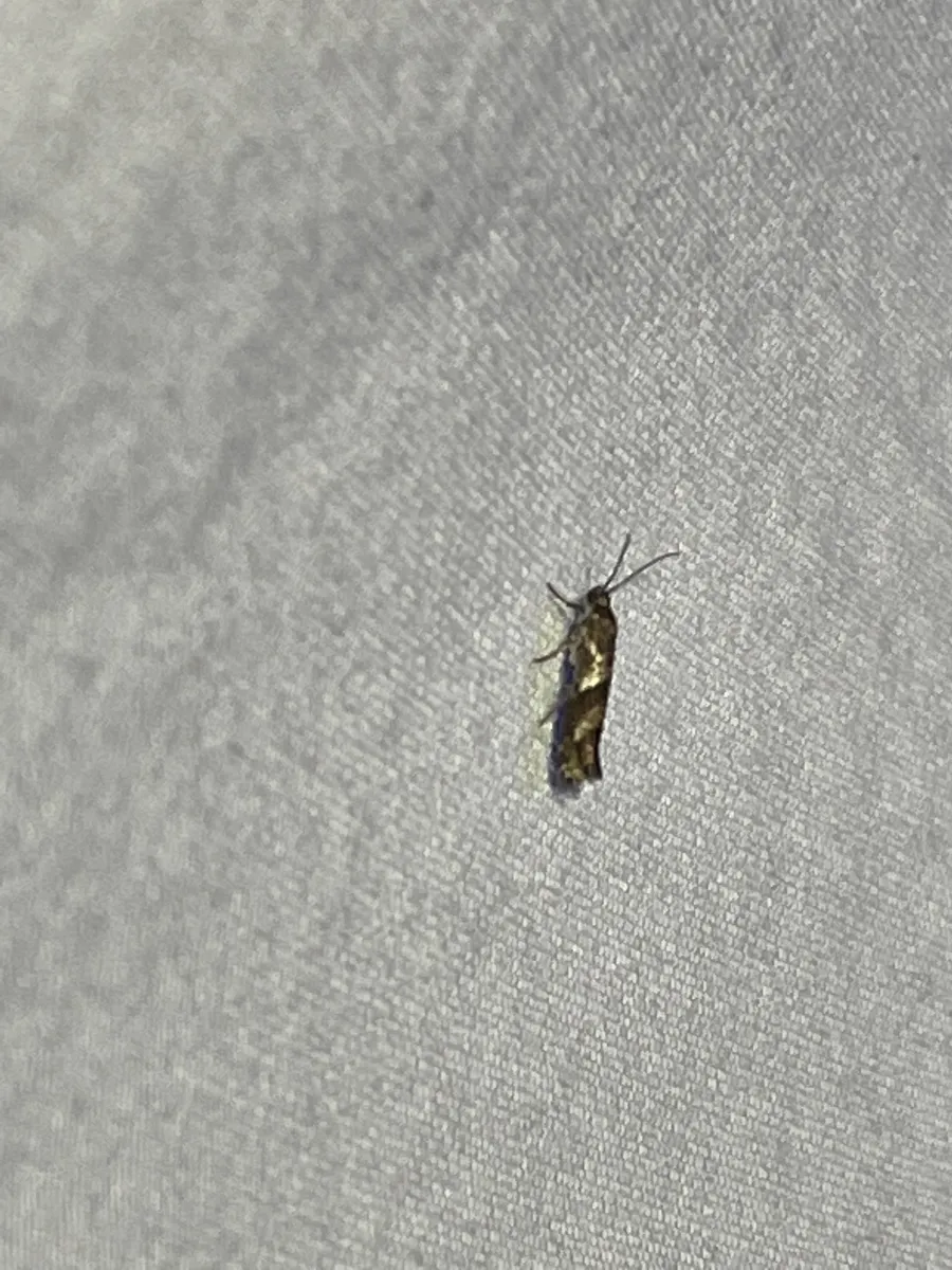 Prays fulvocanella - photo 3