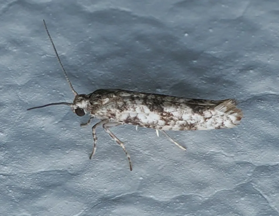 Citrus Flower Moth - photo 3