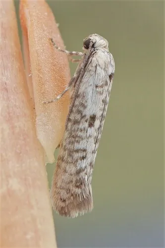 Olive Moth