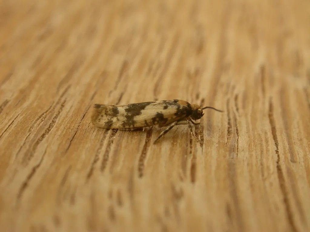 Prays parilis - photo 2