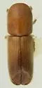 Premnobius cavipennis - Premnobius cavipennis
