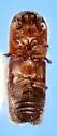 Premnobius cavipennis - photo 3