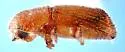 Premnobius cavipennis - photo 5