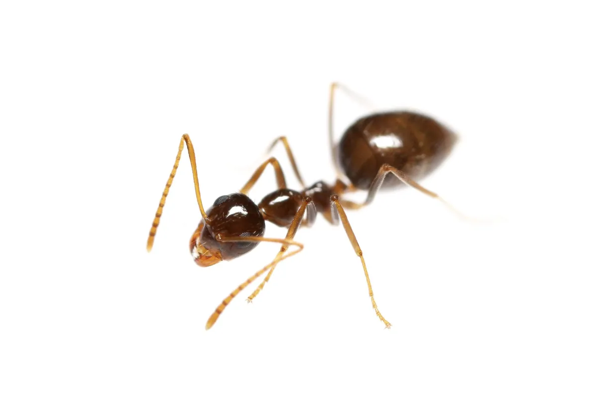 False Honey Ant - photo 3