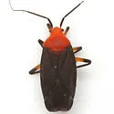 Prepops atripennis