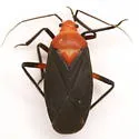 Prepops atripennis - photo 2