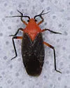 Prepops atripennis - photo 3