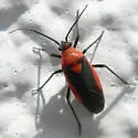 Prepops circumcinctus