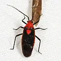 Prepops circumcinctus - photo 2