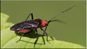 Prepops fraterculus - Prepops fraterculus
