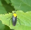 Prepops insitivus - photo 2
