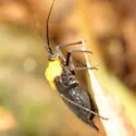 Prepops insitivus - photo 3