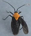 Prepops insitivus - photo 5