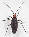 Prepops nigricollis