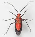 Prepops nigricollis - photo 2