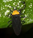 Prepops nigroscutellatus - Prepops nigroscutellatus