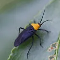 Prepops nigroscutellatus - photo 2