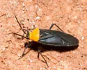 Prepops nigroscutellatus - photo 3