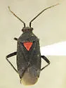 Prepops rubroscutellatus - Prepops rubroscutellatus