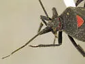 Prepops rubroscutellatus - photo 2