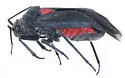Prepops rubroscutellatus - photo 4