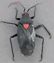 Prepops rubroscutellatus - photo 5