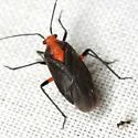 Prepops rubrovittatus