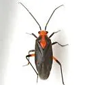 Prepops rubrovittatus - photo 2