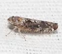 Prescottia brickellia - Prescottia brickellia