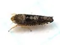Prescottia lobata - photo 2