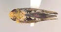 Prescottia lobata - photo 3