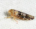 Prescottia lobata - photo 4