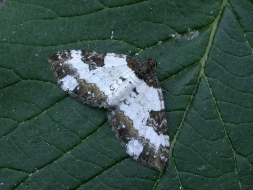 Pretty Chalk Carpet - Melanthia procellata