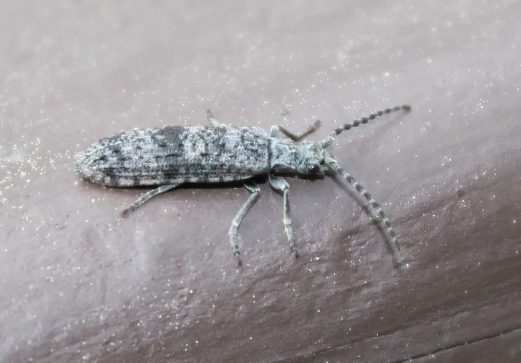 Priacma serrata - photo 2
