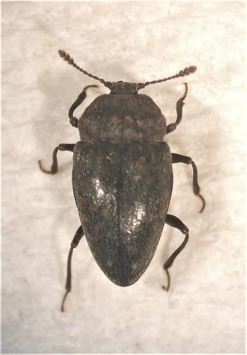 Priasilphidae - photo 3