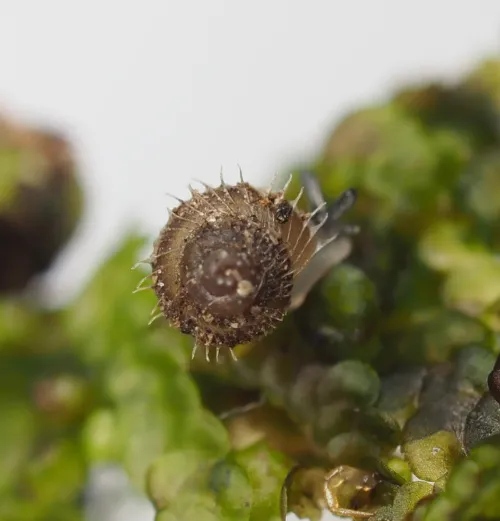 Prickly Snail