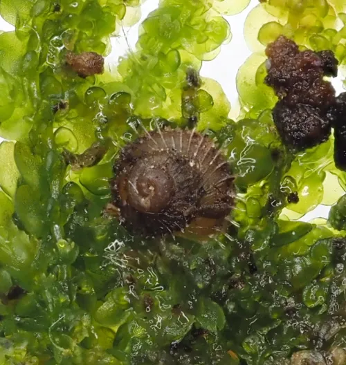 Prickly Snail - photo 2