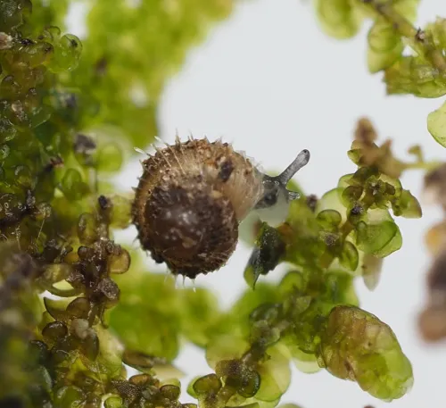 Prickly Snail - photo 3