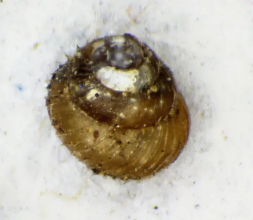 Prickly Snail - photo 4