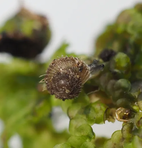Prickly Snail - photo 5