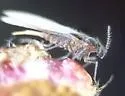 Elm Samara Midge - photo 3