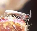 Elm Samara Midge - photo 4