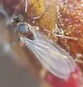 Elm Samara Midge - photo 5