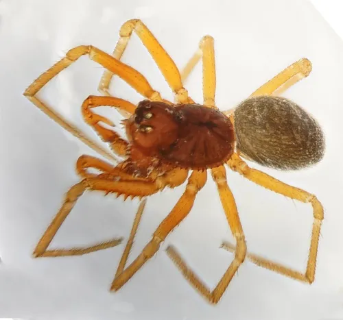 Prinerigone vagans