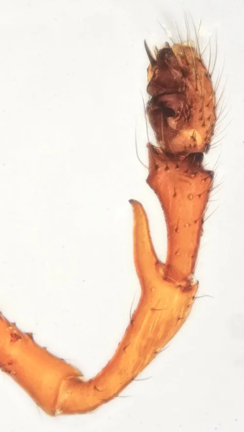 Prinerigone vagans - photo 3