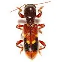 Priocera castanea - photo 2