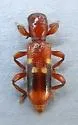 Priocera castanea - photo 3